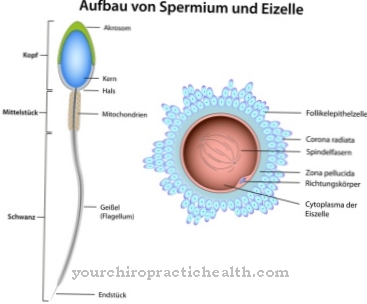 Egg cell