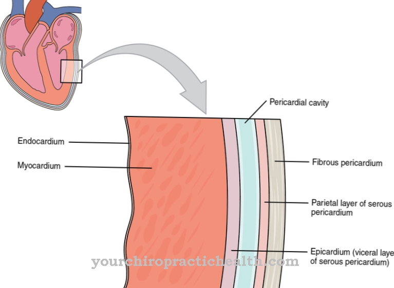 Endocardium