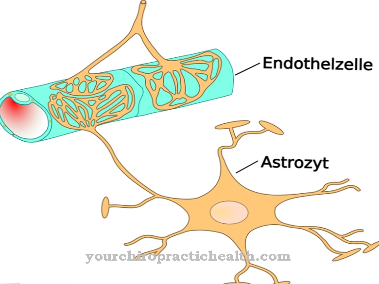 Endotheel