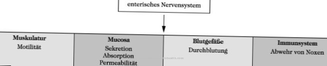 Enteric nervous system