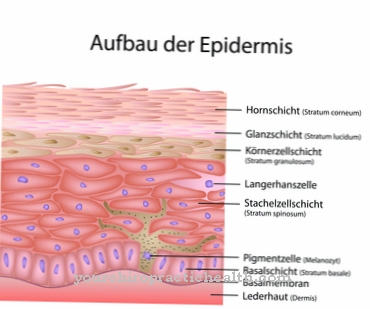 epidermide