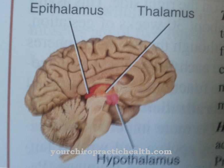 Epithalamus