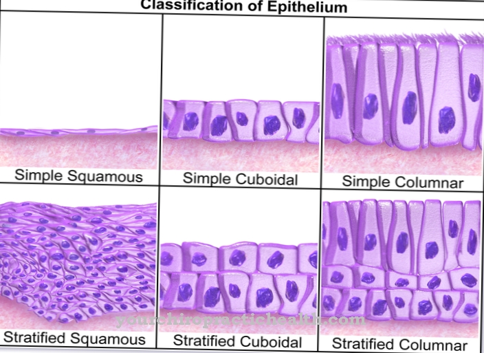 epithelium