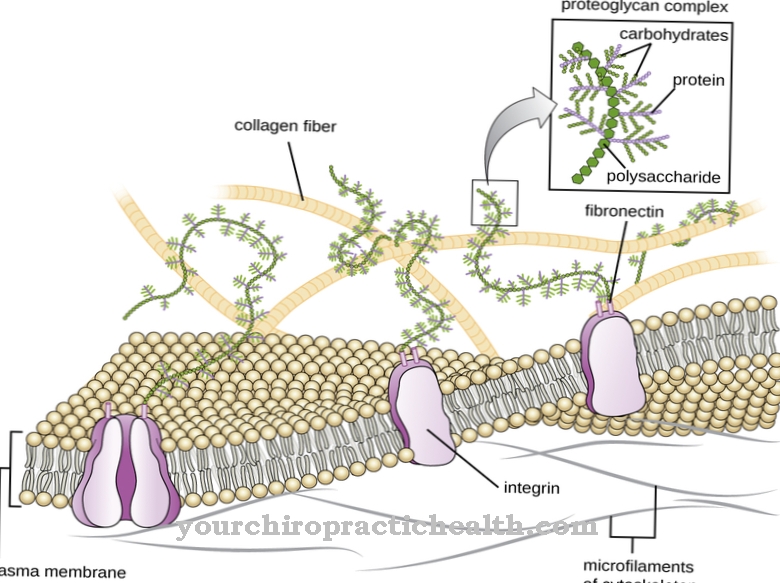 Extracellular matrix