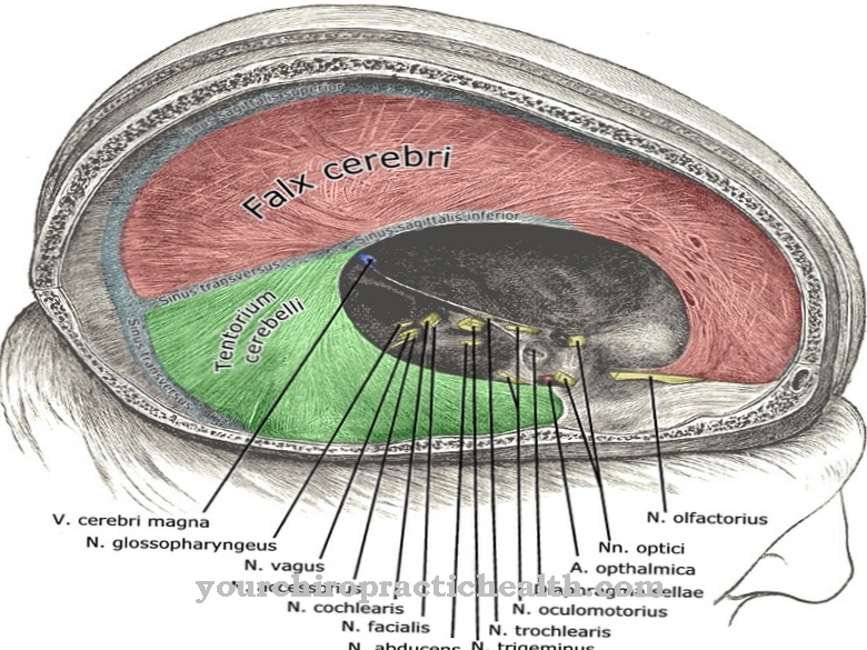 Falx cerebri