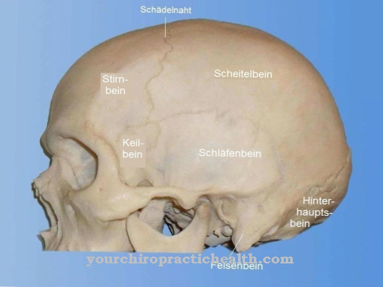 Temporal bone