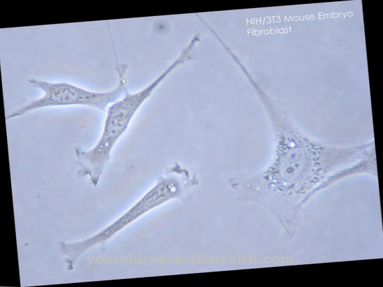 Fibroblasts