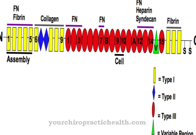 Fibronektin