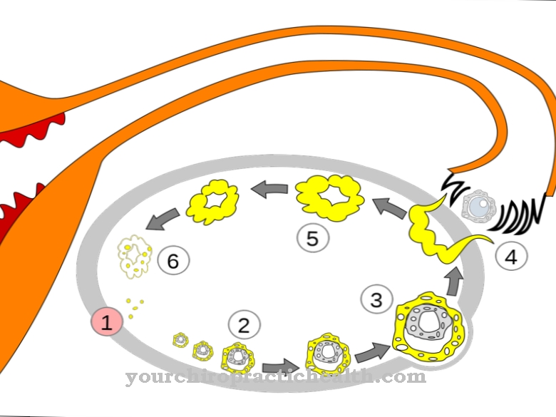 follicle