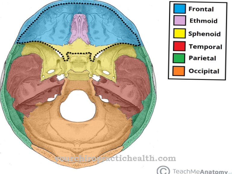 Anterior cranial fossa