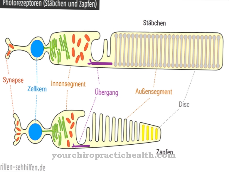 fotoreseptörler