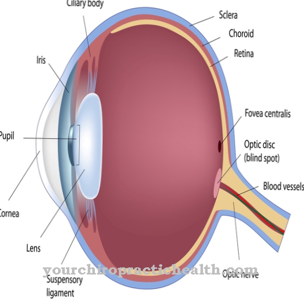 Fovea centralis