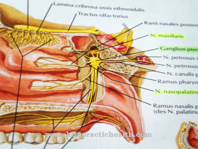 Pterygopalatine 신경절