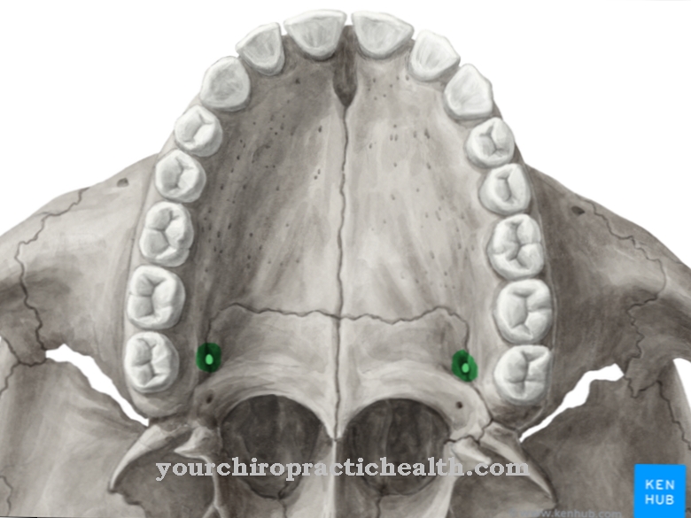 Palatine bone