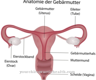 uterus