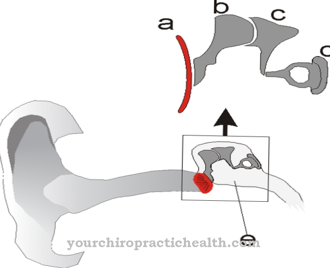 Auditory ossicles