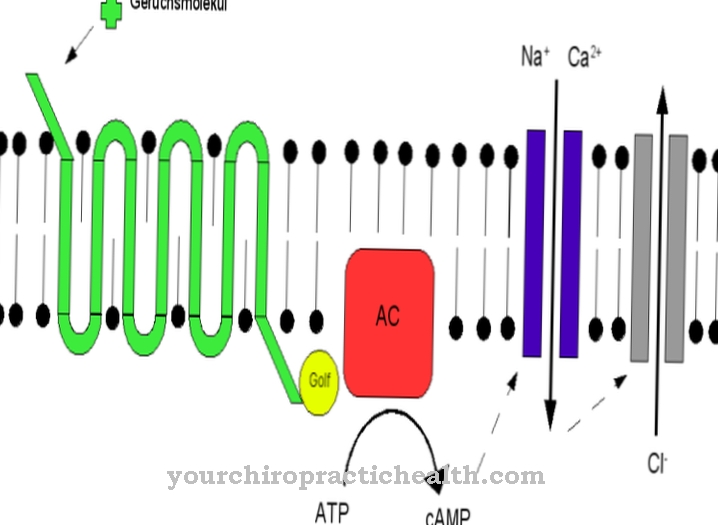 Receptor olfativo