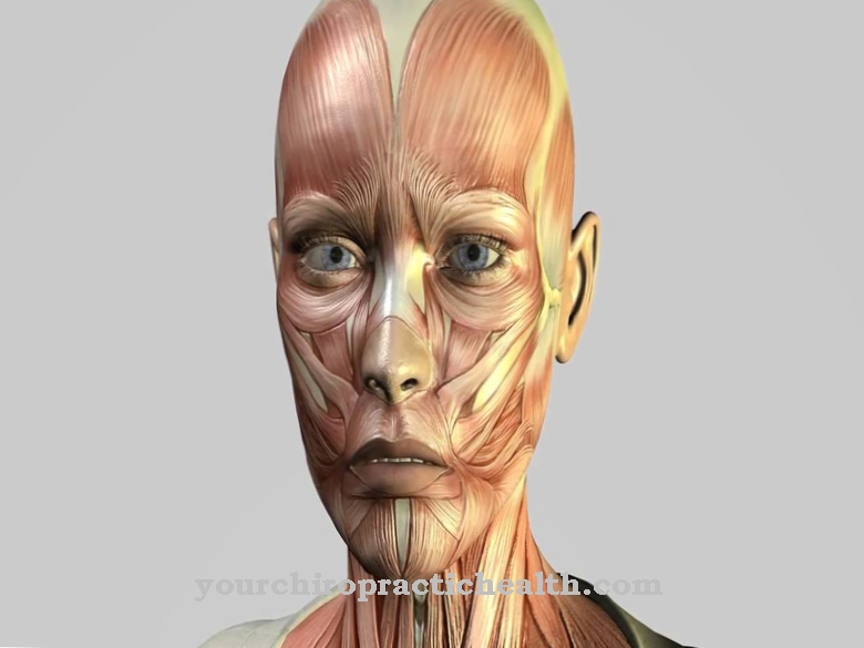 Facial muscles