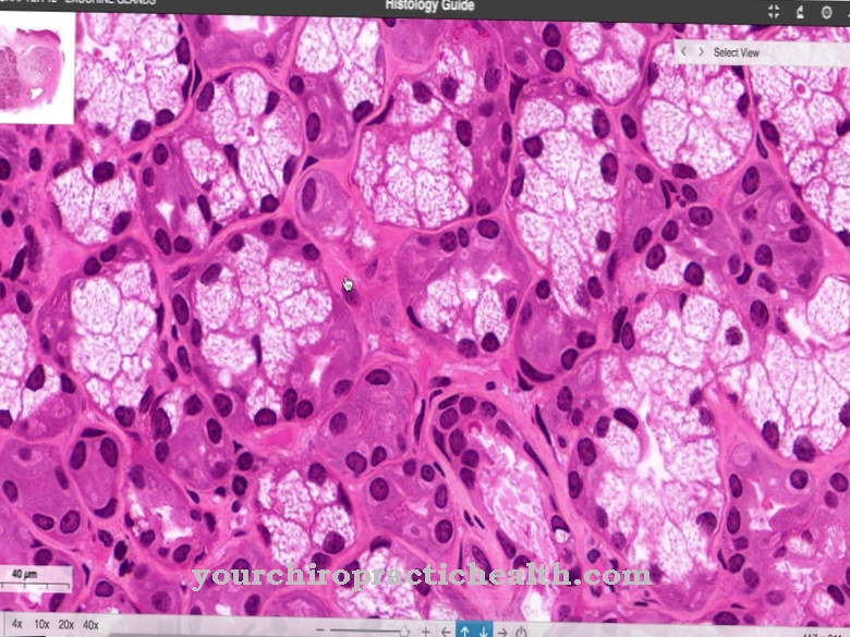 Sublingual gland