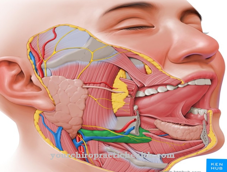 Kelenjar submandibular