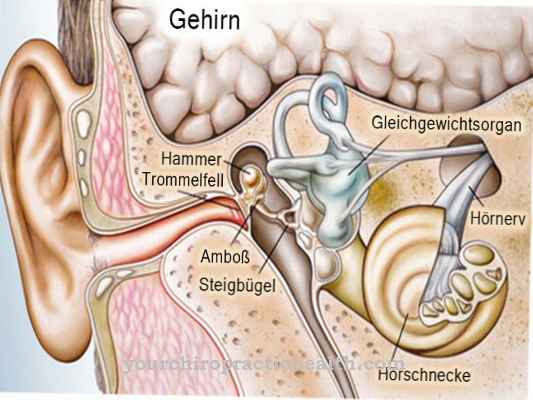 Balance organ