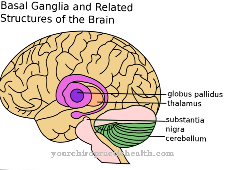 Globus pallidus