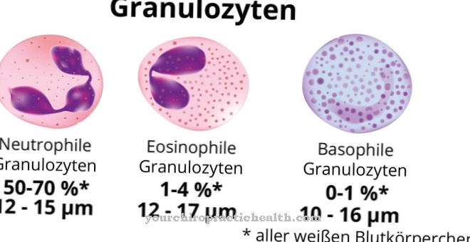 Granulocīti