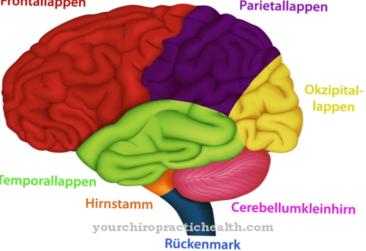 Cerebrum