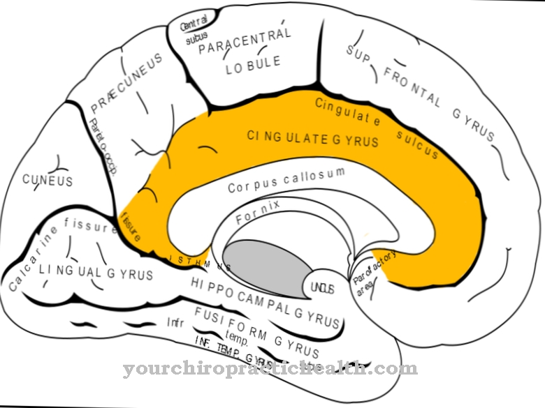 Cingulera gyrus