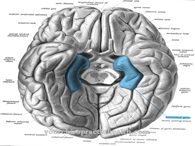 Parahippocampální gyrus