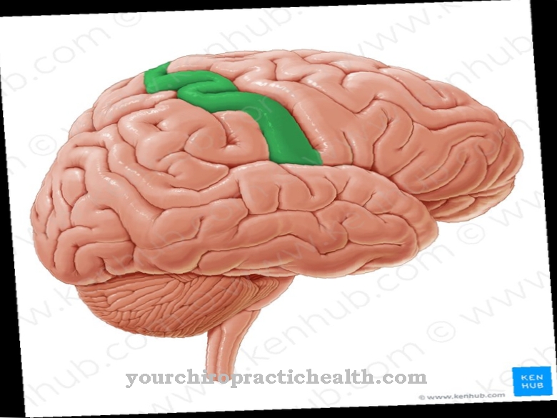 Postcentralis gyrus