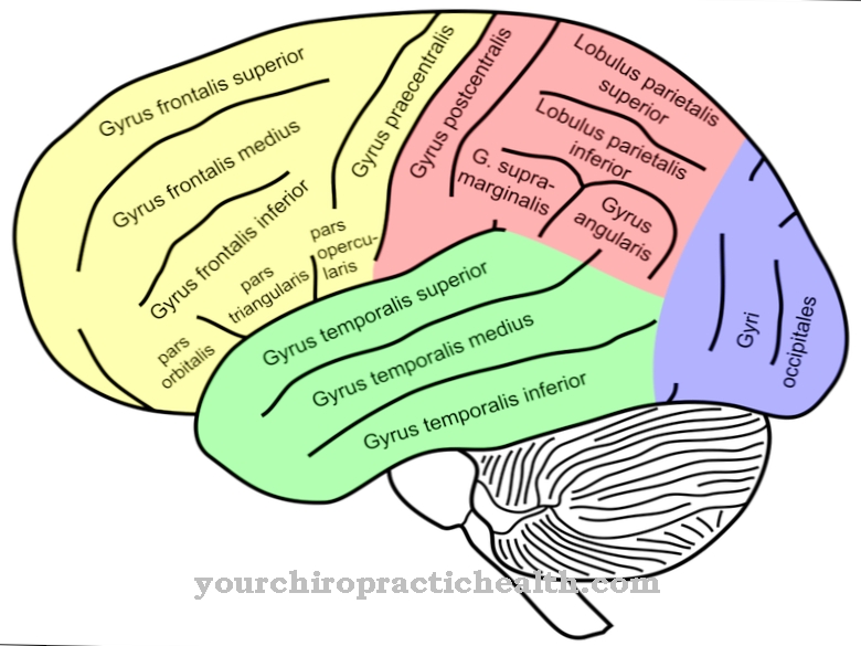 Precentral gyrus