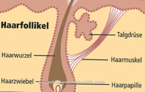 Haar follikels