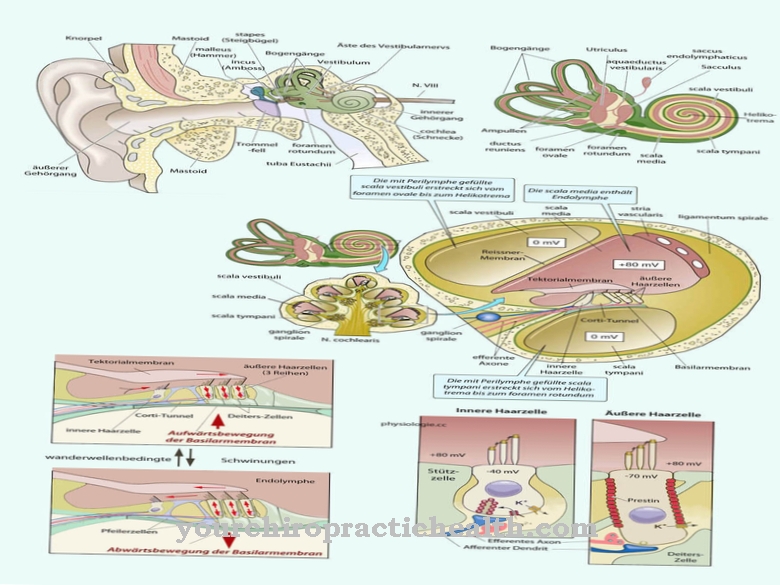 Cellule ciliate