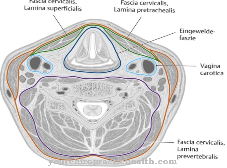 Fascia צוואר הרחם