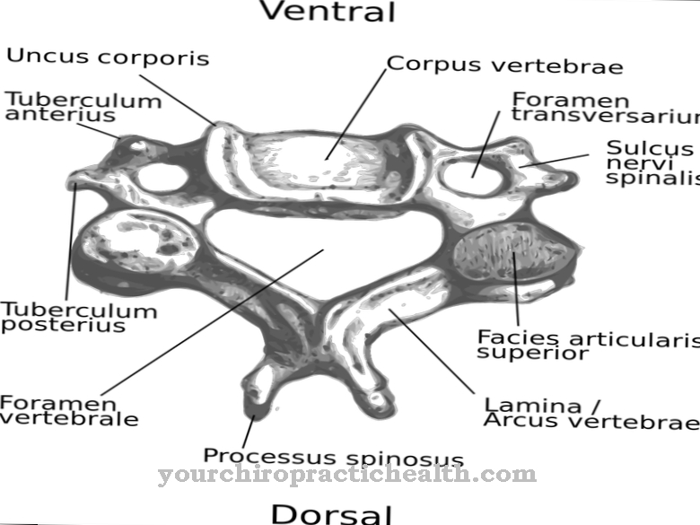 Cervical vertebrae