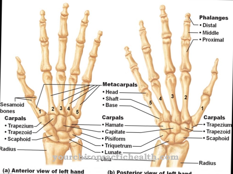 Oase carpiene