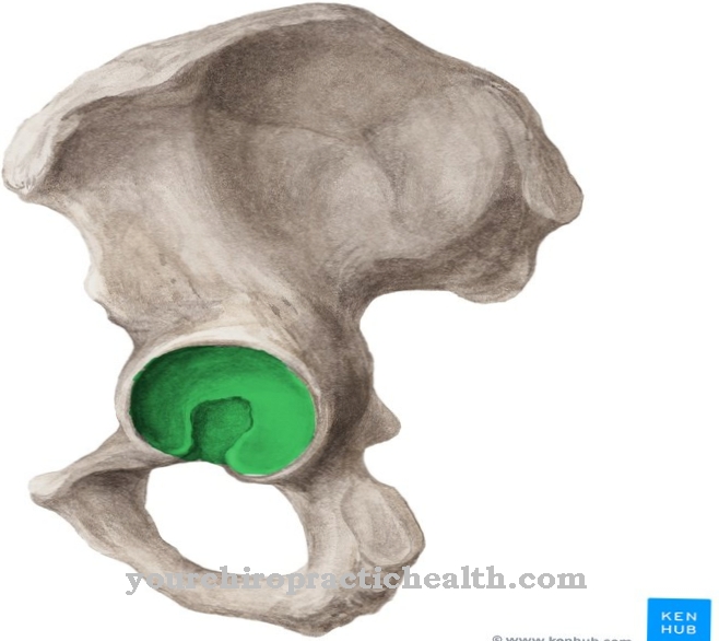 acetabulum