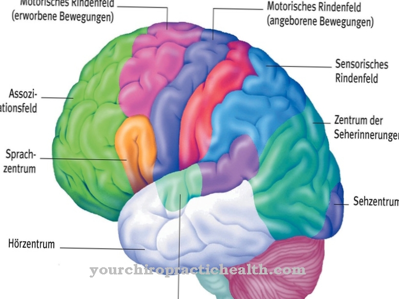 Cerebral cortex