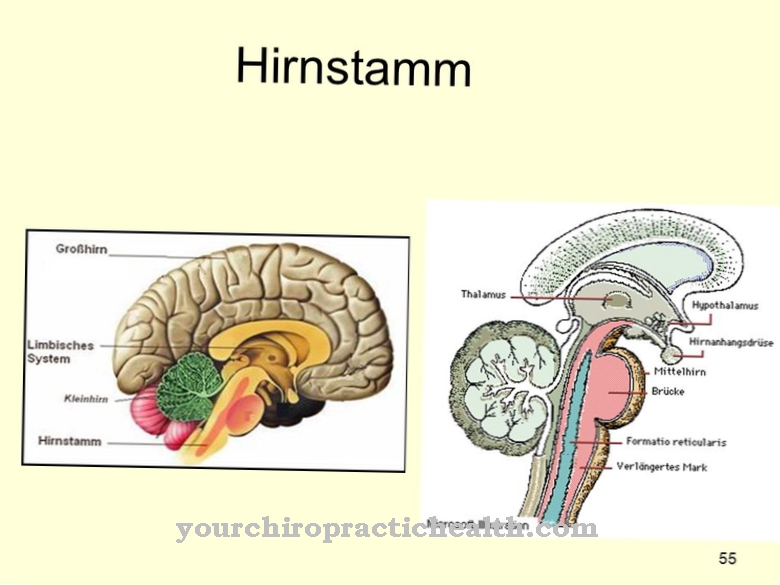 Brain stem