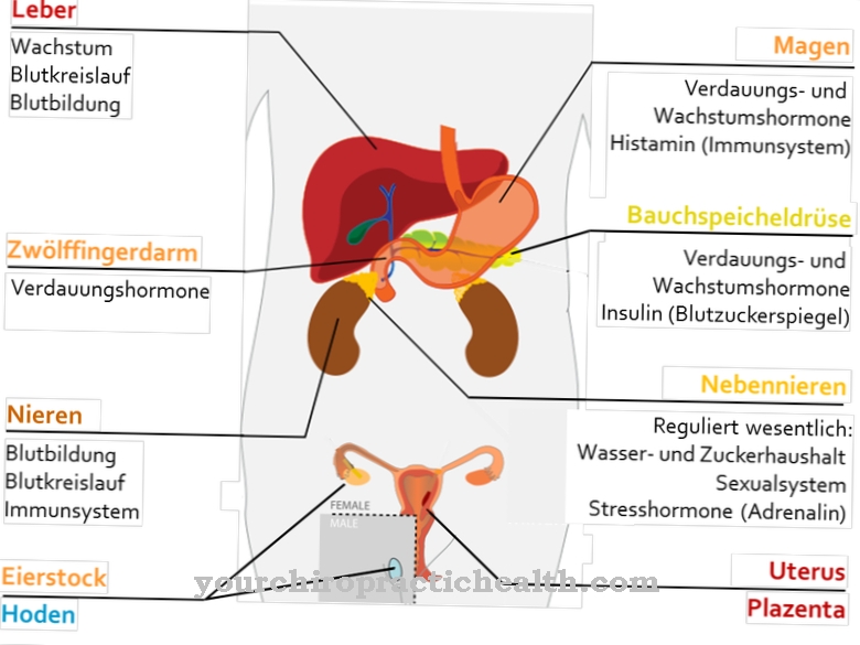 Sistema endocrino