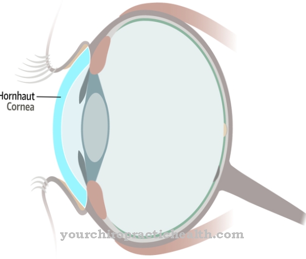 Cornea (ochi)