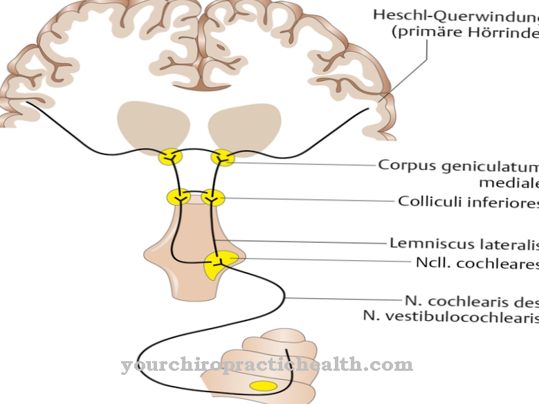 Auditory pathway