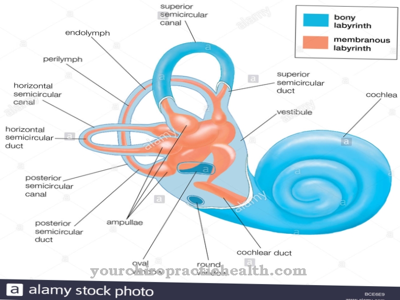 Cochlea