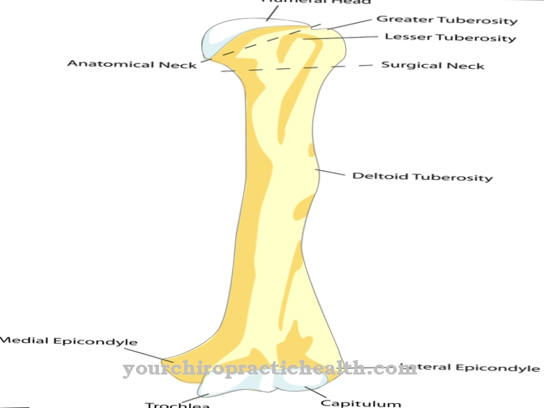 Humerus