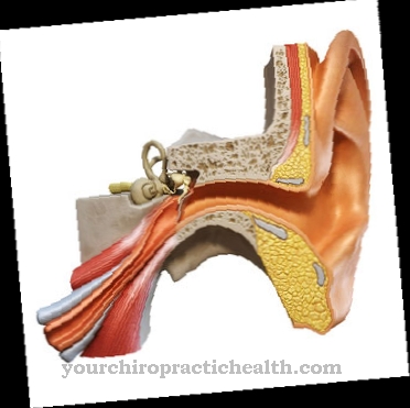 Inner ear