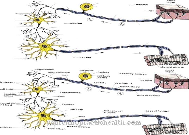 Interneurons