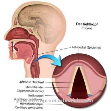 Larynx