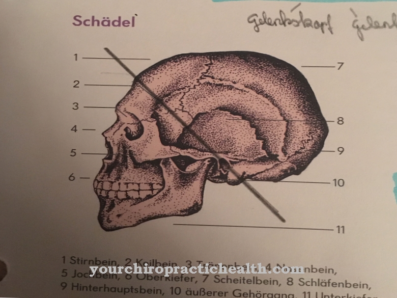 Sphenoid kauls