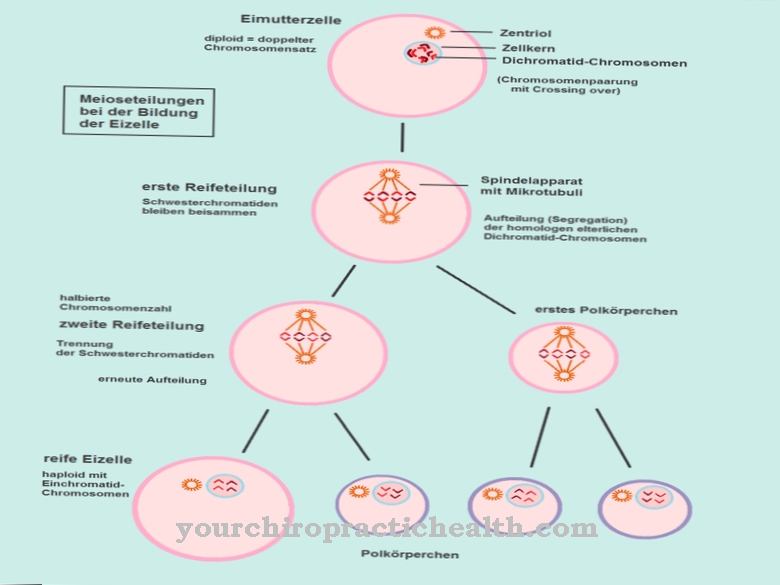 Germ cells